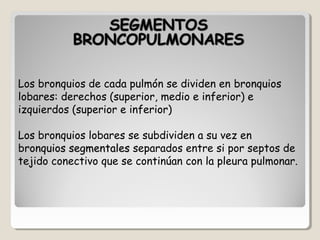 Los bronquios de cada pulmón se dividen en bronquiosbronquios
lobares:lobares: derechos (superior, medio e inferior) e
izquierdos (superior e inferior)
Los bronquios lobares se subdividen a su vez en
bronquios segmentalesbronquios segmentales separados entre si por septos de
tejido conectivo que se continúan con la pleura pulmonar.
 
