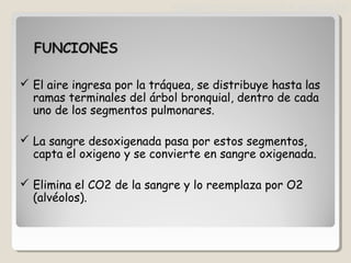  El aire ingresa por la tráquea, se distribuye hasta las
ramas terminales del árbol bronquial, dentro de cada
uno de los segmentos pulmonares.
 La sangre desoxigenada pasa por estos segmentos,
capta el oxigeno y se convierte en sangre oxigenada.
 Elimina el CO2 de la sangre y lo reemplaza por O2
(alvéolos).
SEGMENTOS BRONCOPULMONARES
 