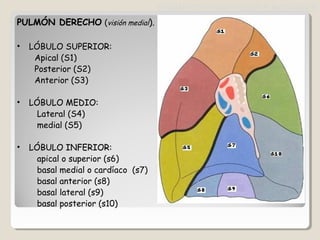 PULMÓN DERECHO (visión medial).
• LÓBULOLÓBULO SUPERIOR:SUPERIOR:
Apical (S1)
Posterior (S2)
Anterior (S3)
• LÓBULOLÓBULO MEDIO:MEDIO:
Lateral (S4)
medial (S5)
• LÓBULOLÓBULO INFERIOR:INFERIOR:
apical o superior (s6)
basal medial o cardíaco (s7)
basal anterior (s8)
basal lateral (s9)
basal posterior (s10)
SEGMENTOS BRONCOPULMONARES
 