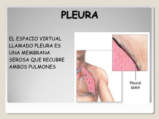 EL ESPACIO VIRTUAL
LLAMADO PLEURAPLEURA ES
UNA MEMBRANA
SEROSA QUE RECUBRE
AMBOS PULMONES
 
