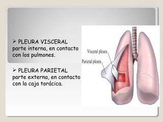  PLEURA VISCERAL
parte interna, en contacto
con los pulmones.
 PLEURA PARIETAL
parte externa, en contacto
con la caja torácica.
PLEURA
 
