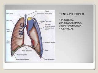 PLEURA
TIENE 4 PORCIONES:
1.P. COSTAL
2.P. MEDIASTINICA
3.DIAFRAGMATICA
4.CERVICAL
 