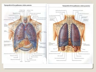 PLEURA
LINEAS DE REFLEXION
1.L. ESTERNAL
2.L. COSTAL
3.L. VERTEBRAL
 