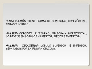 •CADA PULMÓN TIENE FORMA DE SEMICONO, CON VÉRTICE,
CARAS Y BORDES.
•PULMON DERECHO: 2 FISURAS , OBLICUA Y HORIZONTAL,
LO DIVIDE EN LOBULOS -SUPERIOR, MEDIO E INFERIOR-.
•PULMON IZQUIERDO: LOBULO SUPERIOR E INFERIOR,
SEPARADOS POR LA FISURA OBLICUA.
GENERALIDADES PULMON
 