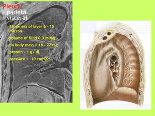 Pleura:
- parietal
- visceral
Thickness of layer 6 - 15
micron
Volume of fluid 0.3 ml/kg –
on body mass = 18 - 22 ml;
protein - 1 g / dL
pressure = -10 cmH20;
 