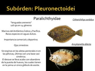 Paralichthyidae    Citharichthys sordidus
         “lenguados areneros”
         116 sps en 14 géneros

Marinos del Antlántico Índico y Pacífico.
   Raras especies en aguas dulces.

  Importancia comercial y deportiva.

             Ojos siniestros                        Ancylopsetta dilecta

Sin espinas en las aletas pectorales ni en
 las pélvicas, últimas con una base casi
                simétrica.
 El desove se lleva acabo con abandono
de la puesta de huevos, los cuales tienen
 en la yema un único glóbulo de aceite.
 