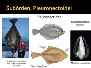 Pleuronectidae
                                                   Pseudopleuronectes
                                                        obscurus




Hippoglossus hippoglossus
Con 2m de longitud y casi                          Micrstomus pacificus
       los 200 kg.          Platichthys flesus
 