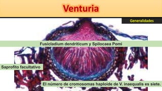 Fusicladium dendriticum y Spilocaea Pomi
El número de cromosomas haploide de V. inaequalis es siete.
Saprofito facultativo
 