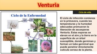 El ciclo de infección comienza
en la primavera, cuando las
temperaturas y la humedad
adecuadas promueven la
liberación de ascosporas
Venturia. Estas esporas se
elevan en el aire y la tierra en la
superficie de un árbol
susceptible, donde germinan y
forman un tubo germinal que
puede penetrar directamente
cutícula cerosa de la planta.
 
