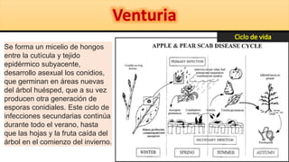 Se forma un micelio de hongos
entre la cutícula y tejido
epidérmico subyacente,
desarrollo asexual los conidios,
que germinan en áreas nuevas
del árbol huésped, que a su vez
producen otra generación de
esporas conidiales. Este ciclo de
infecciones secundarias continúa
durante todo el verano, hasta
que las hojas y la fruta caída del
árbol en el comienzo del invierno.
 