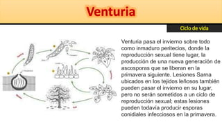 Venturia pasa el invierno sobre todo
como inmaduro peritecios, donde la
reproducción sexual tiene lugar, la
producción de una nueva generación de
ascosporas que se liberan en la
primavera siguiente. Lesiones Sarna
ubicados en los tejidos leñosos también
pueden pasar el invierno en su lugar,
pero no serán sometidos a un ciclo de
reproducción sexual; estas lesiones
pueden todavía producir esporas
conidiales infecciosos en la primavera.
 