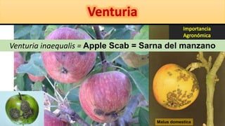Venturia inaequalis = Apple Scab = Sarna del manzano
Malus domestica
 