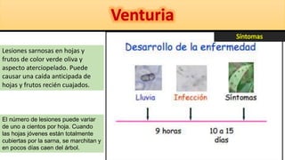 Lesiones sarnosas en hojas y
frutos de color verde oliva y
aspecto aterciopelado. Puede
causar una caída anticipada de
hojas y frutos recién cuajados.
El número de lesiones puede variar
de uno a cientos por hoja. Cuando
las hojas jóvenes están totalmente
cubiertas por la sarna, se marchitan y
en pocos días caen del árbol.
 