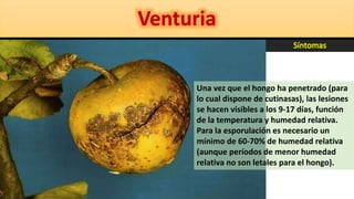 Una vez que el hongo ha penetrado (para
lo cual dispone de cutinasas), las lesiones
se hacen visibles a los 9-17 días, función
de la temperatura y humedad relativa.
Para la esporulación es necesario un
mínimo de 60-70% de humedad relativa
(aunque períodos de menor humedad
relativa no son letales para el hongo).
 
