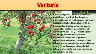 Cultural: Algunas prácticas de cultivo
contribuyen a reducir los riesgos de
graves ataques de moteado del manzano.
Cuando se realiza la plantación de los
huertos, los árboles, deberían quedar
espaciados bastante para facilitar el
movimiento del aire y el rápido secado
del follaje, cuando sean adultos.
Los árboles deberían ser podados
regularmente de forma que sus partes
inferiores queden relativamente abiertas
con el fin de favorecer el secado del
follaje y alcanzar la mejor cobertura de
las pulverizaciones.
 