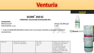 Pleurotus y Venturia