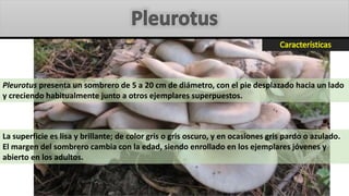 Pleurotus presenta un sombrero de 5 a 20 cm de diámetro, con el pie desplazado hacia un lado
y creciendo habitualmente junto a otros ejemplares superpuestos.
La superficie es lisa y brillante; de color gris o gris oscuro, y en ocasiones gris pardo o azulado.
El margen del sombrero cambia con la edad, siendo enrollado en los ejemplares jóvenes y
abierto en los adultos.
 
