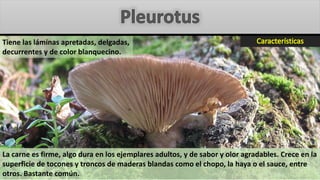Tiene las láminas apretadas, delgadas,
decurrentes y de color blanquecino.
La carne es firme, algo dura en los ejemplares adultos, y de sabor y olor agradables. Crece en la
superficie de tocones y troncos de maderas blandas como el chopo, la haya o el sauce, entre
otros. Bastante común.
 