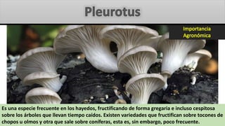 Es una especie frecuente en los hayedos, fructificando de forma gregaria e incluso cespitosa
sobre los árboles que llevan tiempo caídos. Existen variedades que fructifican sobre tocones de
chopos u olmos y otra que sale sobre coníferas, esta es, sin embargo, poco frecuente.
 