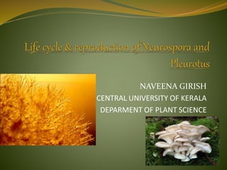 NAVEENA GIRISH
CENTRAL UNIVERSITY OF KERALA
DEPARMENT OF PLANT SCIENCE
 