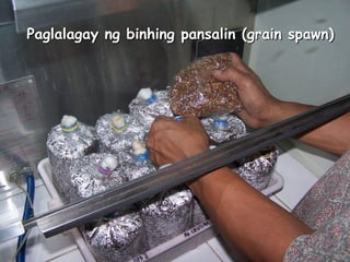Paglalagay ng binhing pansalin (grain spawn)
 