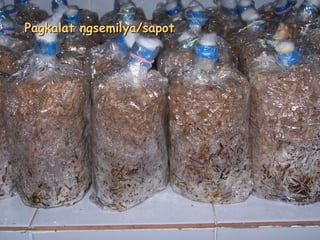 Pagkalat ngsemilya/sapot
 