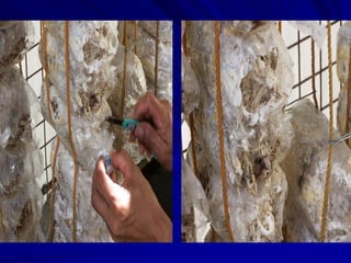 Pleurotus bagging and growing lectures.pdf