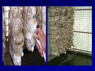 Pleurotus bagging and growing lectures.pdf