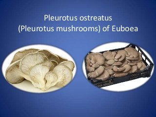 Pleurotus ostreatus
(Pleurotus mushrooms) of Euboea
 