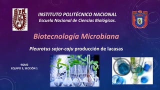 Biotecnología Microbiana
INSTITUTO POLITÉCNICO NACIONAL
Escuela Nacional de Ciencias Biológicas.
Pleurotus sajor-caju producción de lacasas
9QM2
EQUIPO 3, SECCIÓN 1
 