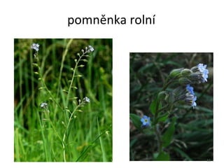 pomněnka rolní 