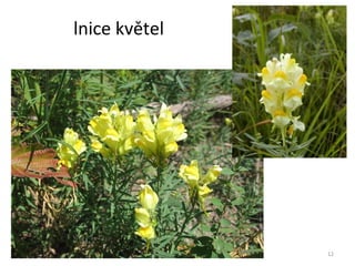lnice květel 