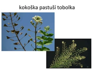 kokoška pastuší tobolka 