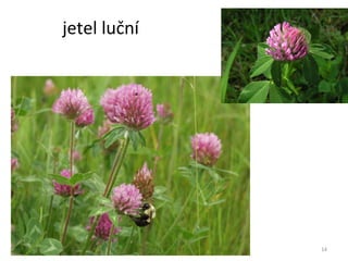 jetel luční 