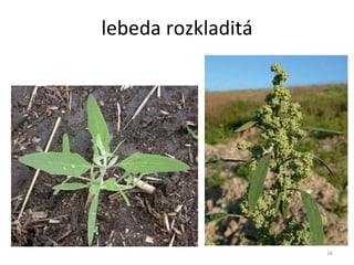 lebeda rozkladitá 