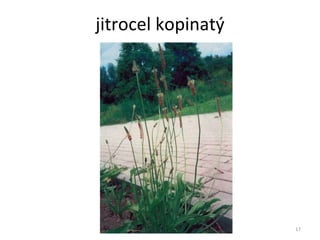 jitrocel kopinatý 
