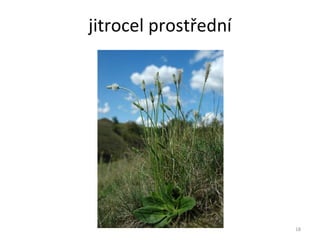 jitrocel prostřední 