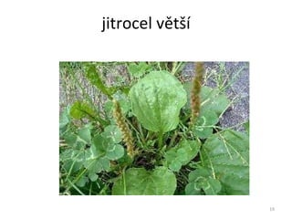 jitrocel větší 