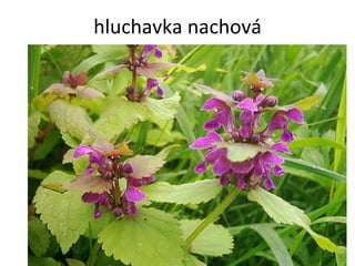 hluchavka nachová 