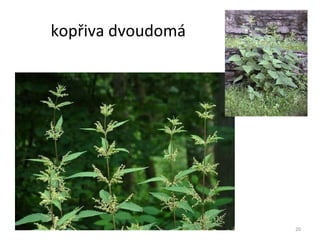 kopřiva dvoudomá 