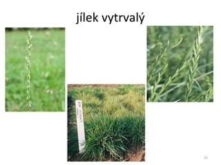 jílek vytrvalý 