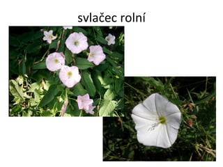 svlačec rolní 