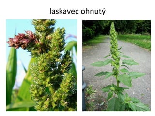laskavec ohnutý 