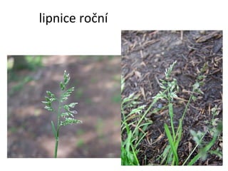 lipnice roční 
