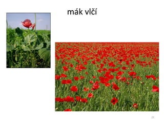 mák vlčí 