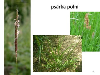 psárka polní 
