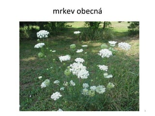 mrkev obecná 