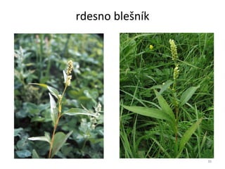 rdesno blešník 