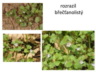 rozrazil  břečťanolistý 