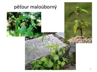 pěťour maloúborný 
